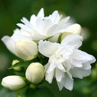 Жасмин ШНЕЕШТРУМ  Жасмин ШНЕЕШТРУМ в Сургуте