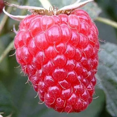 Ремонтантная  Ремонтантная в Сургуте