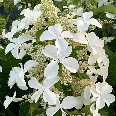 Гортензия ЛЕВАНА метельчатая  Гортензия ЛЕВАНА метельчатая в Сургуте