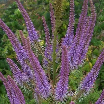 Вероникаструм ФАСЦИНЕЙШН  Вероникаструм ФАСЦИНЕЙШН в Сургуте