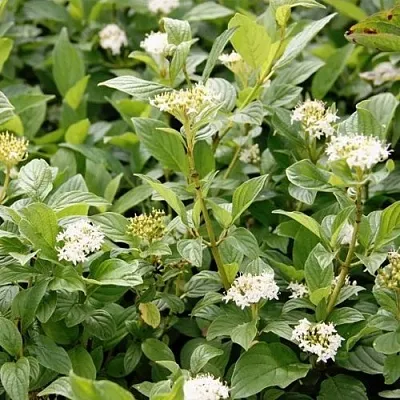 Дерен ФЛАВИРАМЕА отпрысковый   Дерен ФЛАВИРАМЕА отпрысковый  в Сургуте