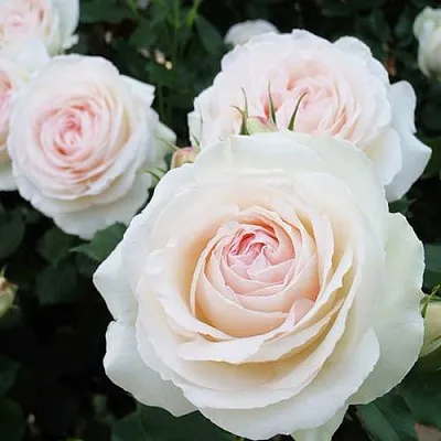 Саженцы роз ПАЛЕ РОЯЛЬ плетистая  Саженцы роз ПАЛЕ РОЯЛЬ плетистая в Сургуте