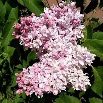 Сирень МИЛОСЕРДИЕ  Сирень МИЛОСЕРДИЕ в Сургуте