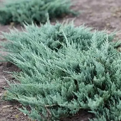 Можжевельник БЛЮ ЧИП горизонтальный в Сургуте