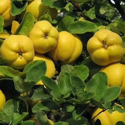 Цидония  Цидония в Сургуте