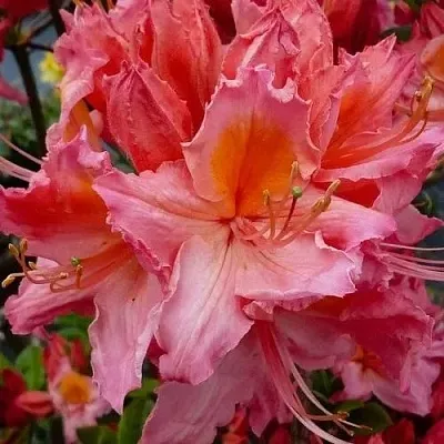 Азалия ПИНК ДЕЛАЙТ листопадная	  Азалия ПИНК ДЕЛАЙТ листопадная	 в Сургуте