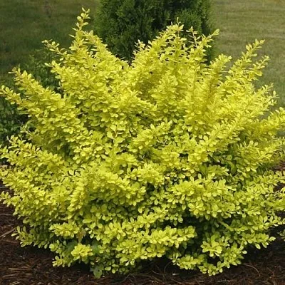 Барбарис АУРЕА тунберга  Барбарис АУРЕА тунберга в Сургуте