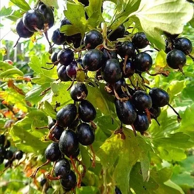 Смородина золотистая ОВАЛЬНАЯ в Сургуте