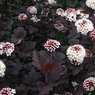 Пузыреплодник ДИАБЛО  Пузыреплодник ДИАБЛО в Сургуте