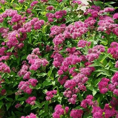 Спирея КРИСПА японская  Спирея КРИСПА японская в Сургуте