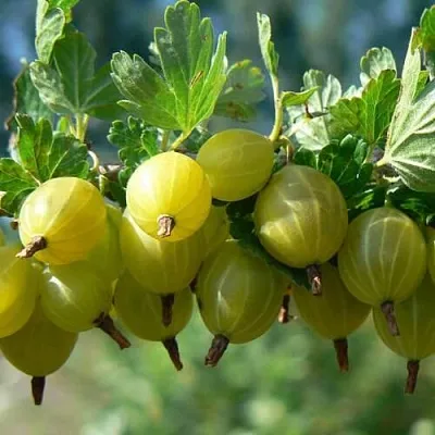 Крыжовник ХИННОНМАЙНЕН КЕЛЬТАЙНЕН  Крыжовник ХИННОНМАЙНЕН КЕЛЬТАЙНЕН в Сургуте