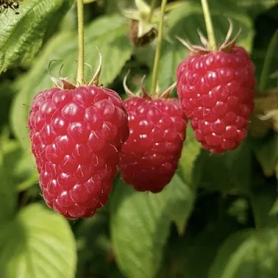 Малина МАПЕМА  в Сургуте