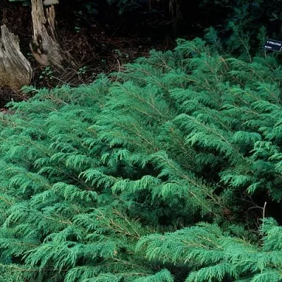 Микробиота в Сургуте