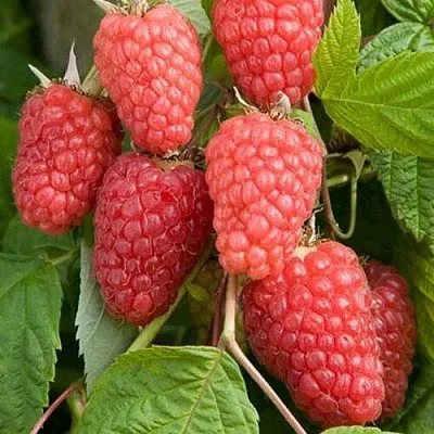 Малина КАСКАД ДЕЛАЙТ в Сургуте