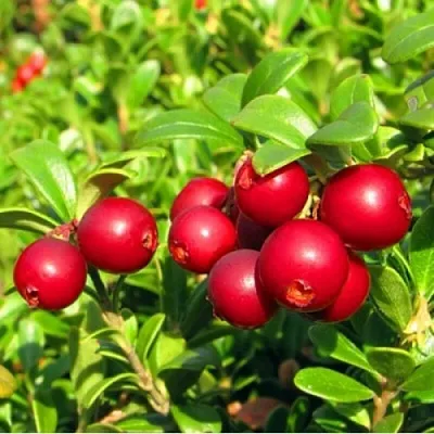 Брусника садовая РЕД ПЕРЛ в Сургуте