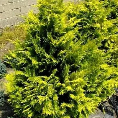 Кипарисовик ГОЛДЕН ВОНДЕР лавсона  Кипарисовик ГОЛДЕН ВОНДЕР лавсона в Сургуте