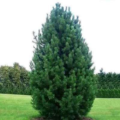 Сосна кедровая   Сосна кедровая  в Сургуте