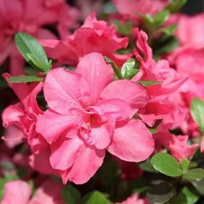 Азалия РОКОКО японская  Азалия РОКОКО японская в Сургуте