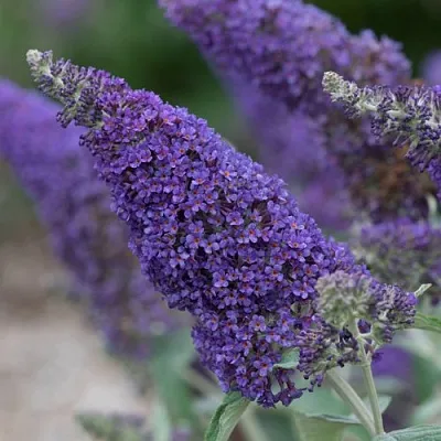 Буддлея НАНО ПЕРПЛ  в Сургуте