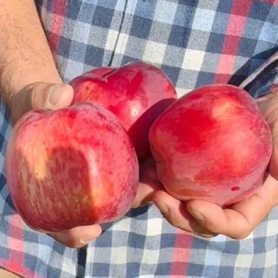 Яблоня ПАМЯТЬ КОВАЛЕНКО — описание сорта Яблоня ПАМЯТЬ КОВАЛЕНКО в Сургуте