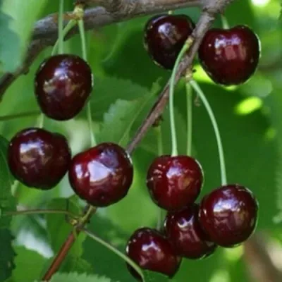 Черешня НАРОДНАЯ — описание сорта Черешня НАРОДНАЯ в Сургуте