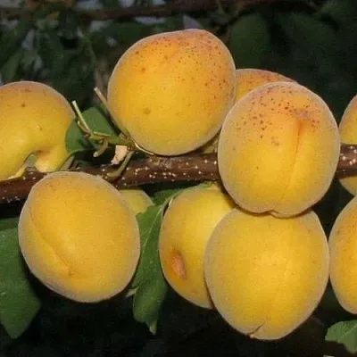 Абрикос ДЕСЕРТНЫЙ ГОЛУБЕВА в Сургуте