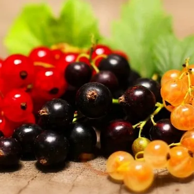 Комплект саженцев  Комплект саженцев в Сургуте