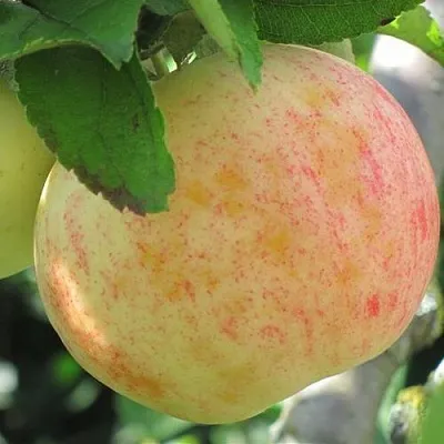 Яблоня ЛЕТНЕЕ СЛАДКОЕ  Яблоня ЛЕТНЕЕ СЛАДКОЕ в Сургуте