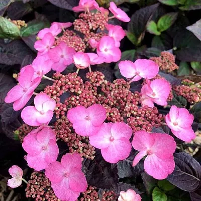 Гортензия ДАРЕДЕВИЛ пильчатая  Гортензия ДАРЕДЕВИЛ пильчатая в Сургуте