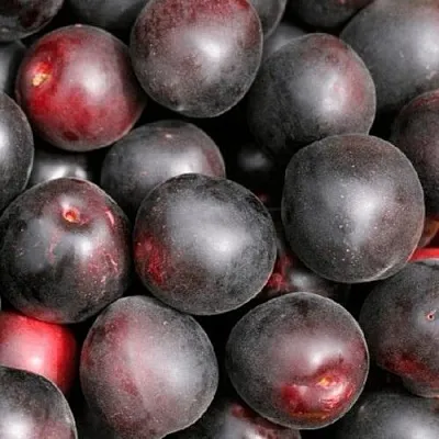 Абрикос ЧЕРНЫЙ ПРИНЦ в Сургуте