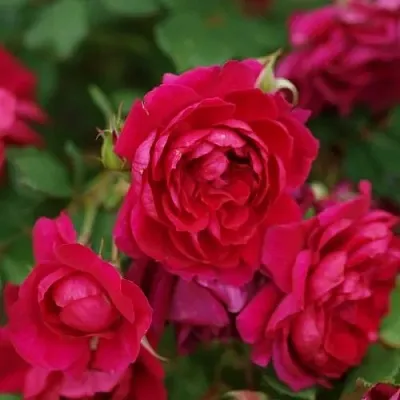 Саженцы роз КВАДРА плетистая  Саженцы роз КВАДРА плетистая в Сургуте