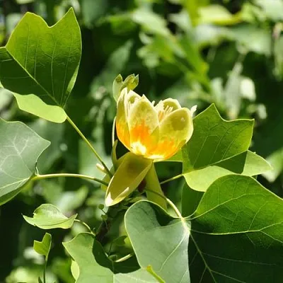 ЛИРИОДЕНДРОН тюльпанный  ЛИРИОДЕНДРОН тюльпанный в Сургуте