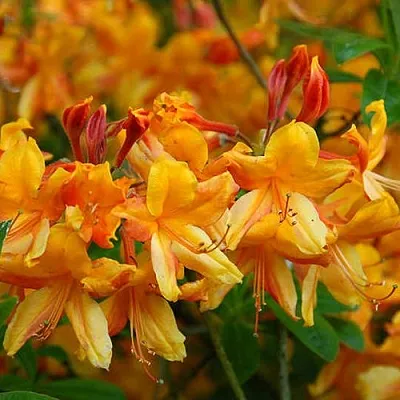 Азалия ОРАНЖ ХИТ листопадная  Азалия ОРАНЖ ХИТ листопадная в Сургуте