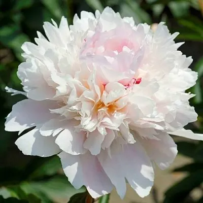 Пион АЛЕРТИ травянистый  Пион АЛЕРТИ травянистый в Сургуте