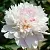 Пион АЛЕРТИ травянистый в Сургуте