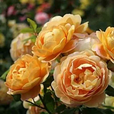 Саженцы роз ГОЛДЕН СЕЛЕБРЕЙШЕН английская  Саженцы роз ГОЛДЕН СЕЛЕБРЕЙШЕН английская в Сургуте