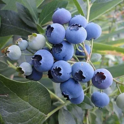 Голубика ЛЕГАЦИЯ  Голубика ЛЕГАЦИЯ в Сургуте