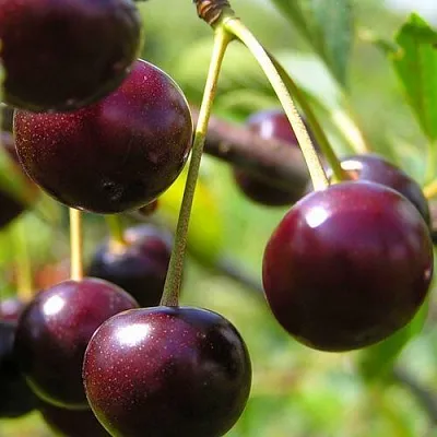 Вишня ЛИВЕНСКАЯ  Вишня ЛИВЕНСКАЯ в Сургуте