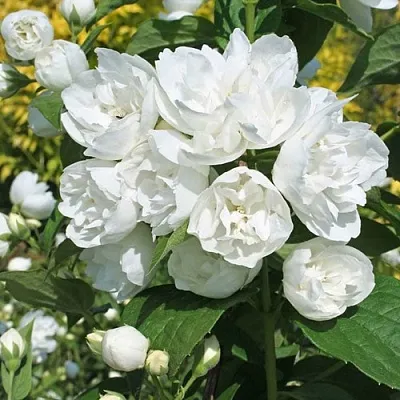 Жасмин махровый в Сургуте