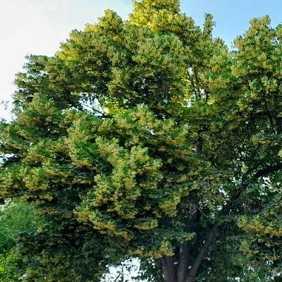 Липа в Сургуте