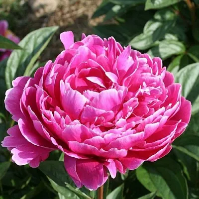 Пион СЕБАСТЬЯН МААС травянистый  Пион СЕБАСТЬЯН МААС травянистый в Сургуте