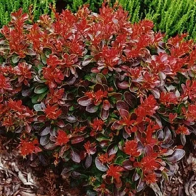 Барбарис КАРМЕН тунберга  Барбарис КАРМЕН тунберга в Сургуте