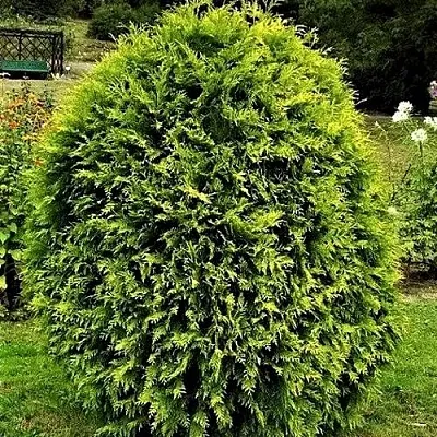 Туя ТИП ТОП западная  Туя ТИП ТОП западная в Сургуте