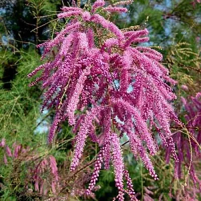 Тамарикс ПИНК КАСКАД  Тамарикс ПИНК КАСКАД в Сургуте