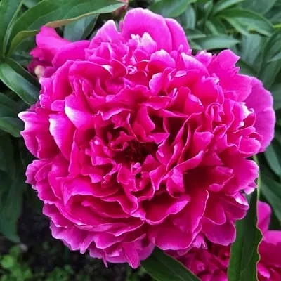 Пион КАРЛ РОЗЕНФЕЛЬД травянистый  Пион КАРЛ РОЗЕНФЕЛЬД травянистый в Сургуте