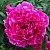 Пион КАРЛ РОЗЕНФЕЛЬД травянистый в Сургуте