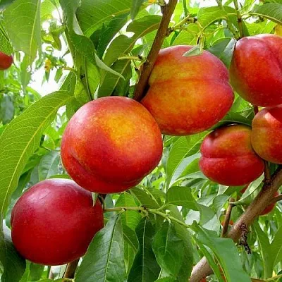 Нектарин ХАРБЛЕЙЗ  Нектарин ХАРБЛЕЙЗ в Сургуте