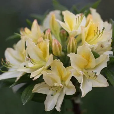 Азалия ДАВИЗИ листопадная  Азалия ДАВИЗИ листопадная в Сургуте