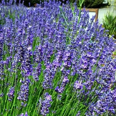 Лаванда ФЕНОМЕНАЛ узколистная  Лаванда ФЕНОМЕНАЛ узколистная в Сургуте