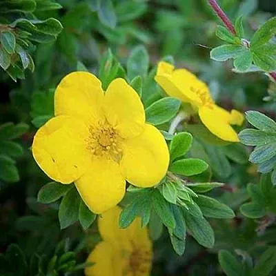 Лапчатка ГОЛДСТАР кустарниковая  Лапчатка ГОЛДСТАР кустарниковая в Сургуте